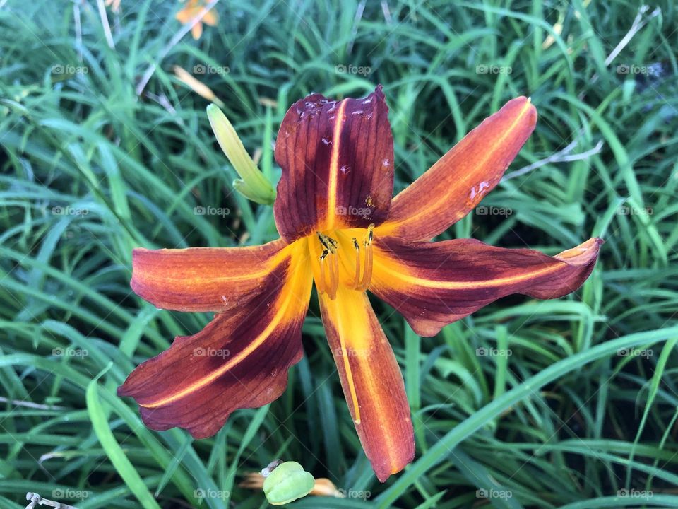 Flor. Primavera. Brasil 🇧🇷