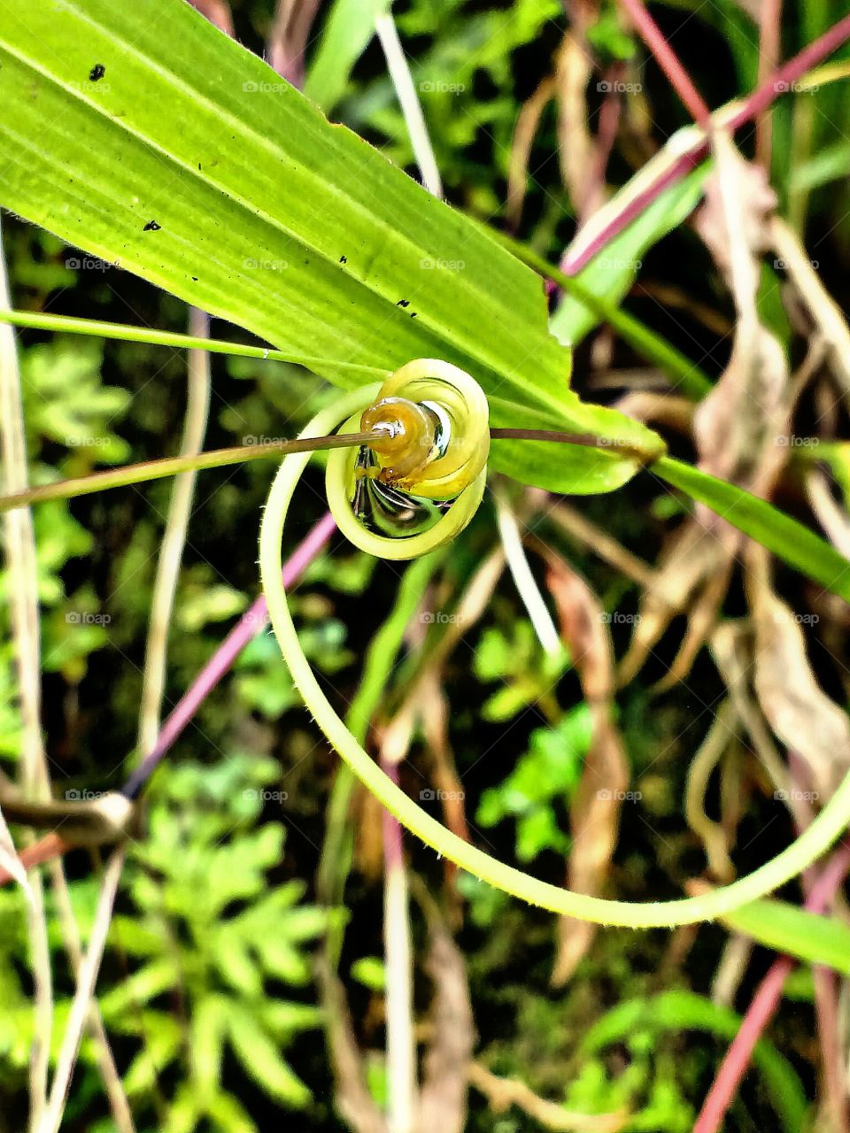 tendrils with water mirror