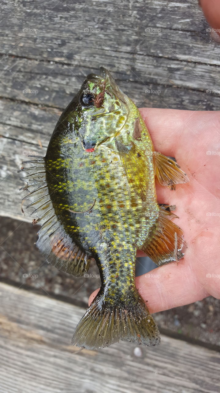 small sunfish