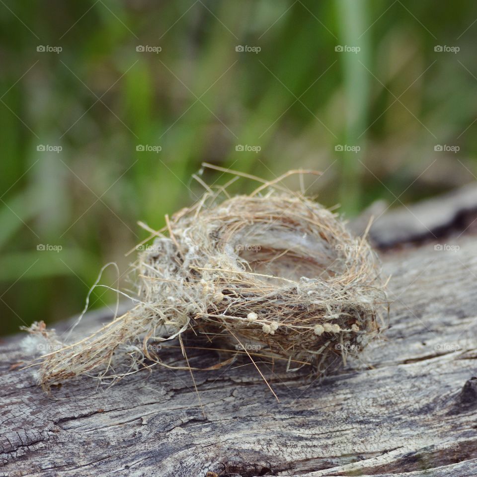 Empty nest