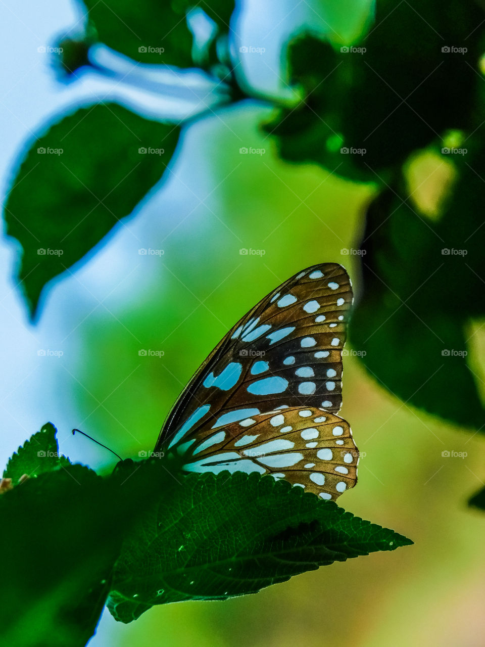 Beauty of colourful butterfly - It is blue tiger butterfly sitting on Lantana camera plant and sucking nectar.It is captured in great frame of nature.