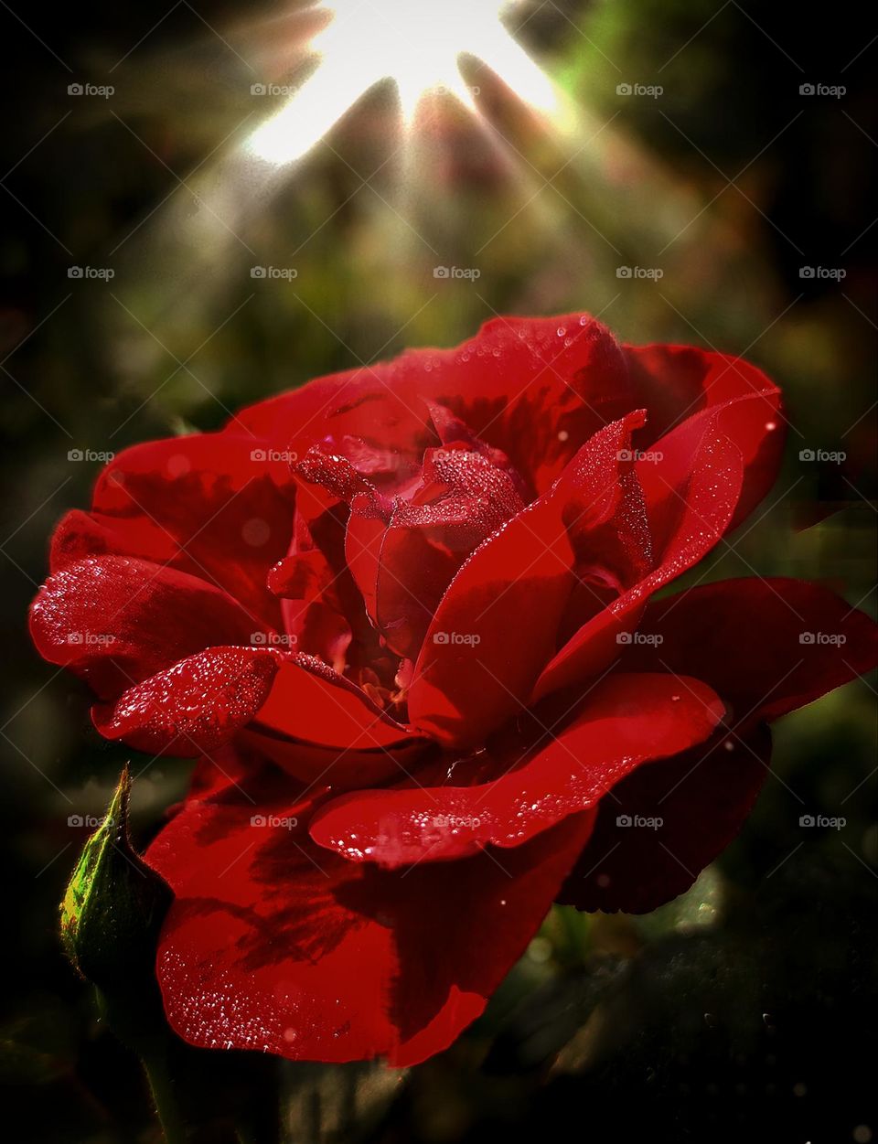 Flowers. Roses. Red rose on a dark background. The light rays of the sun make their way through the dark leaves. On the petals of a red rose, drops of dew that glisten in the sun