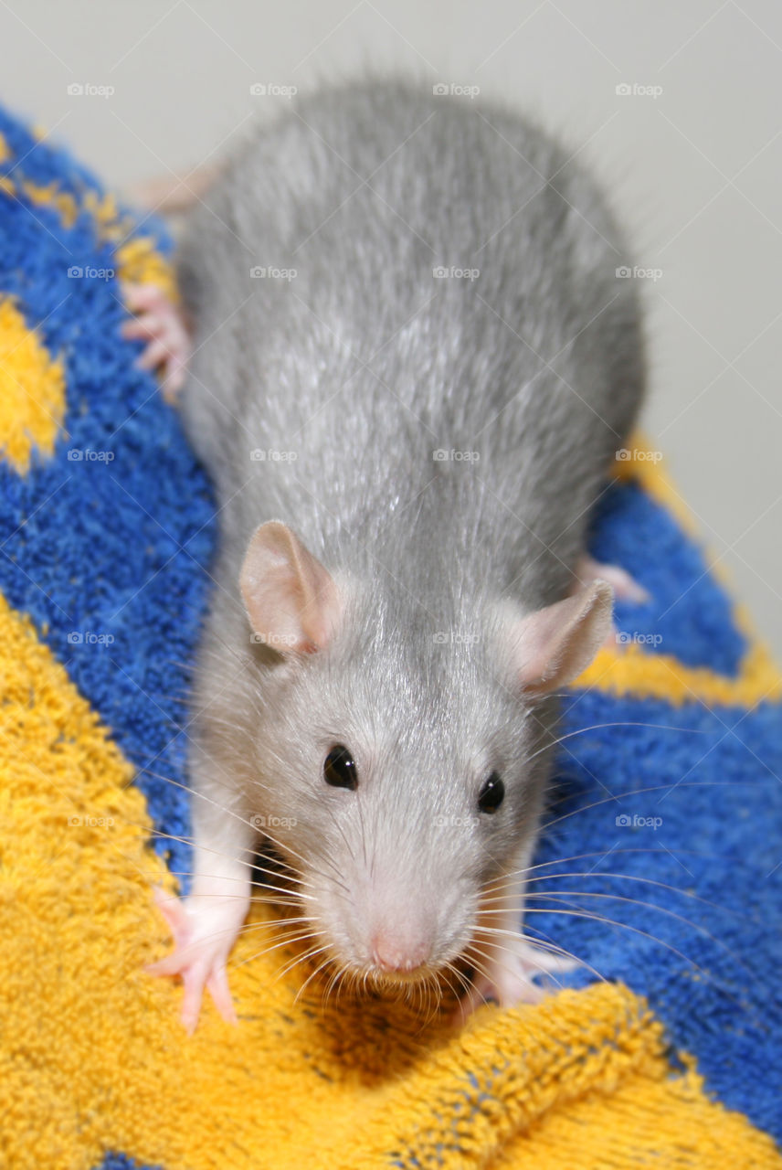 Curious Grey Rat