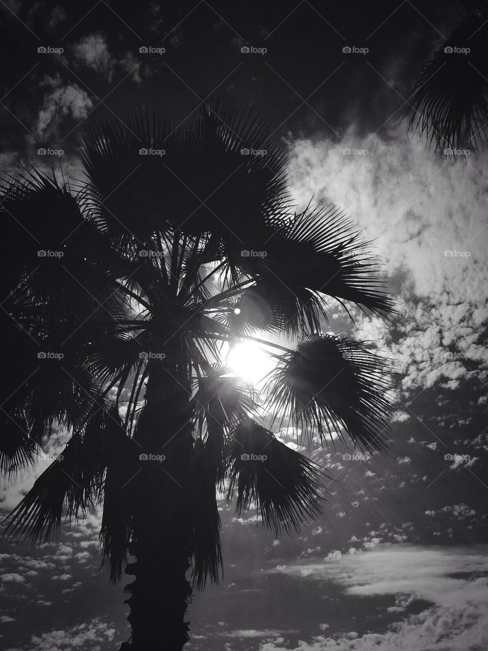 Sun and Palm Tree 