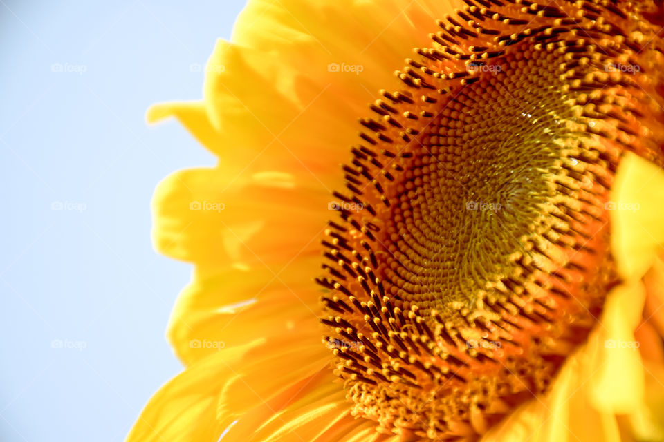 Close-up of sunflower