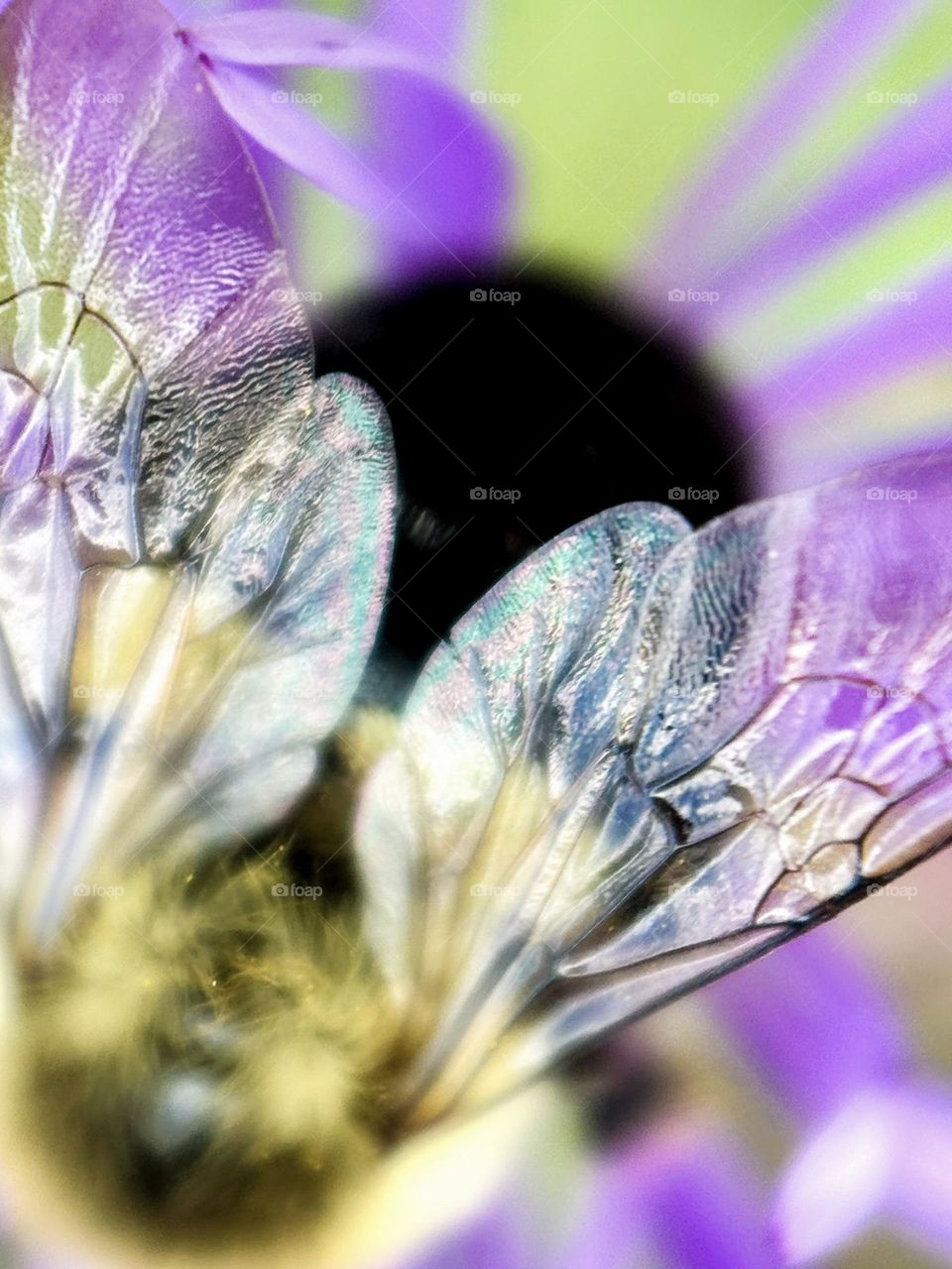 Macro shot of a Common Eastern Bumble Bee on a coneflower.