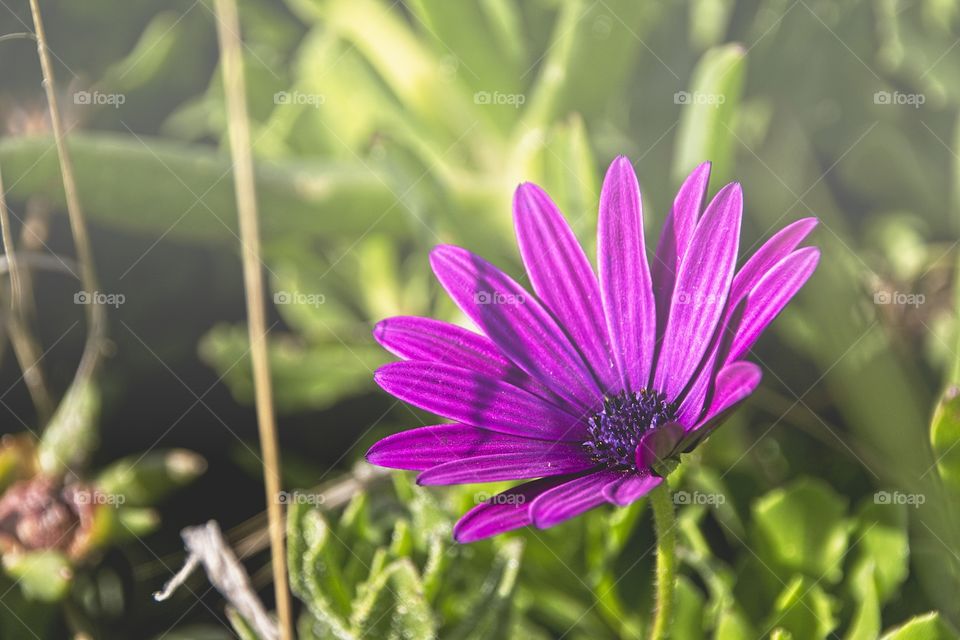 purple flower in the garden