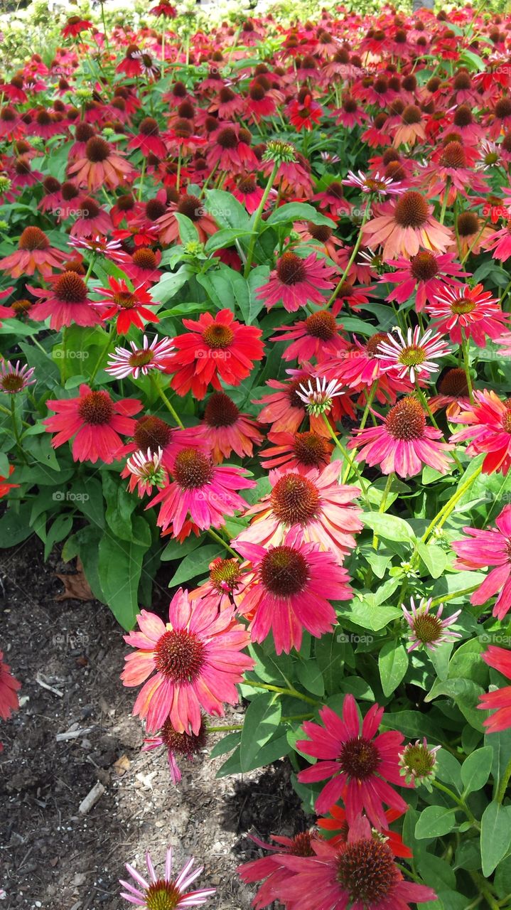 Red Flowers