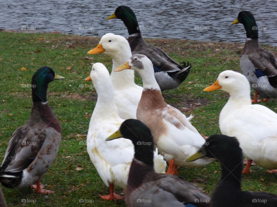 Cute ducks 