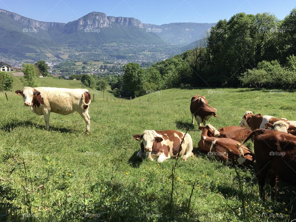 Cows in fields for milk and cheese