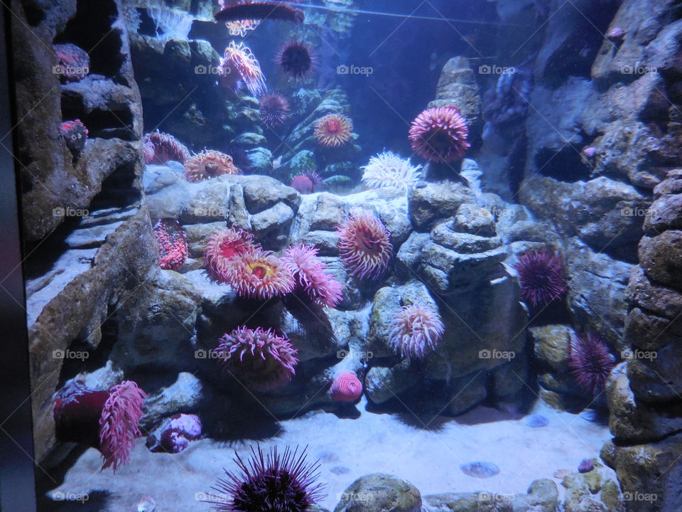 Anemone paradise