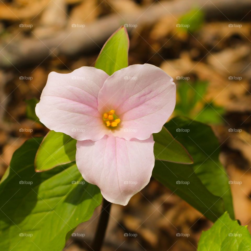 Wild Trillium 