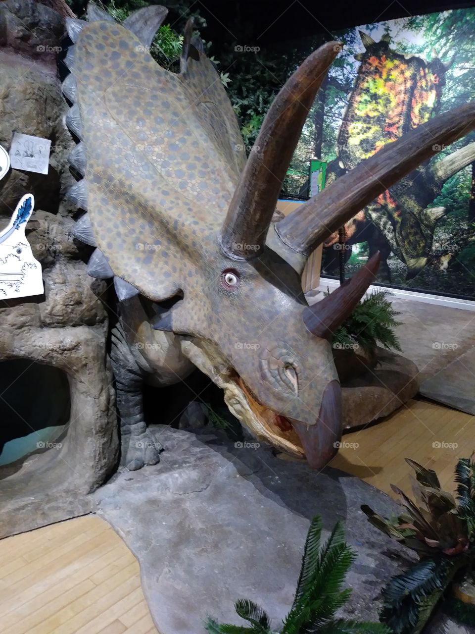 Happy Triceratops in the wild of a museum