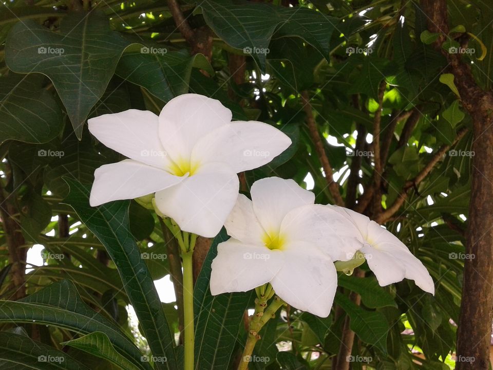 duas flores brancas