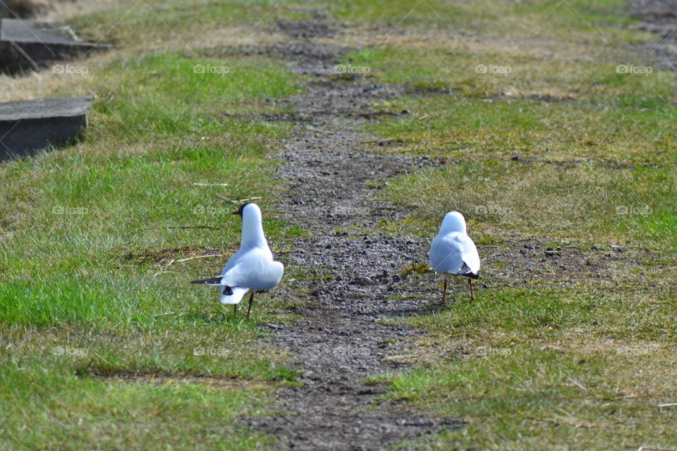 headed gulls