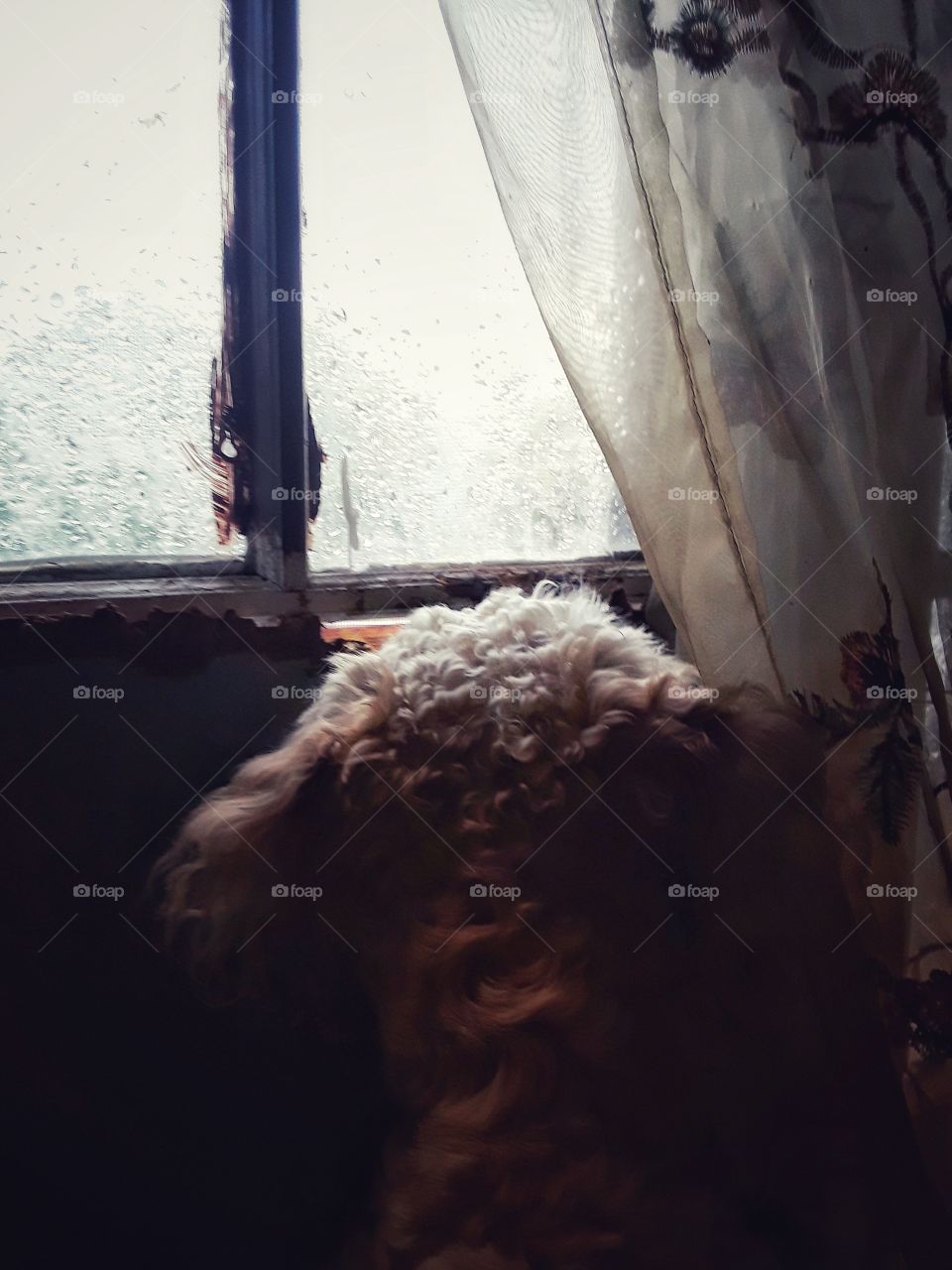 dog looking out window