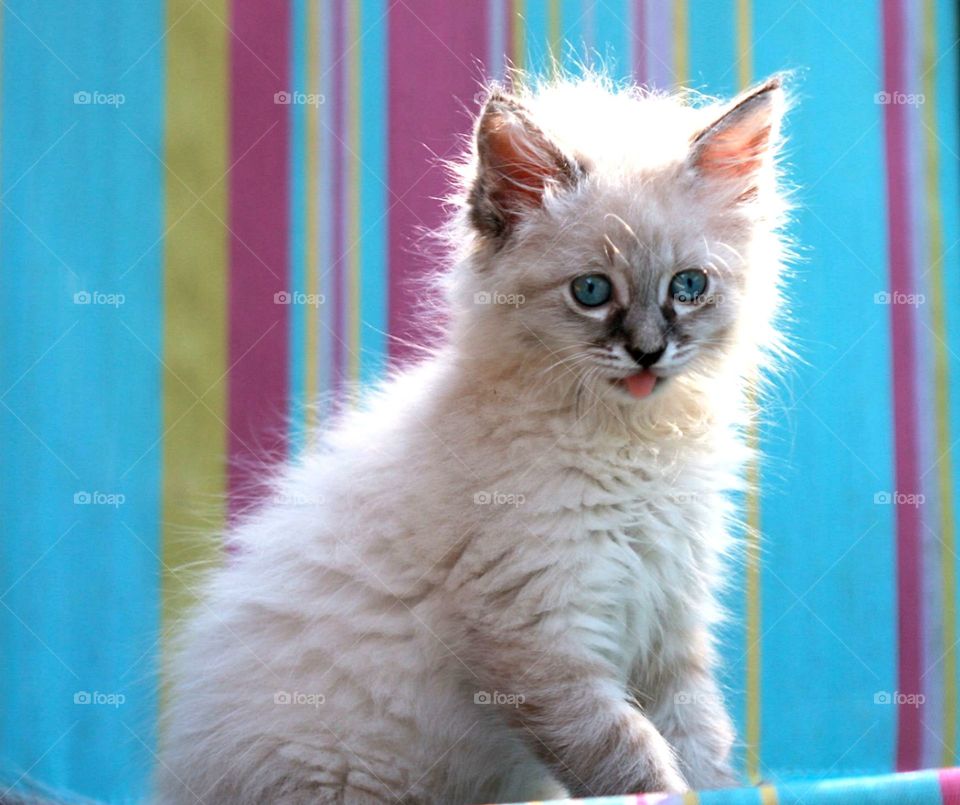 Summer panting kitten 