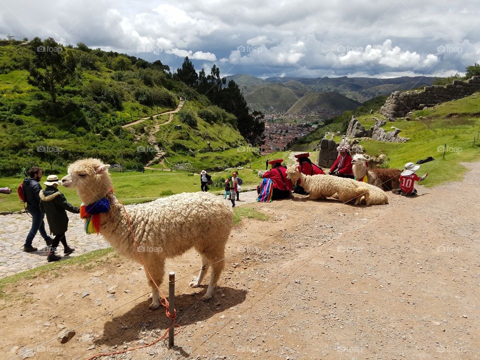 Alpacas in Cusco Peru