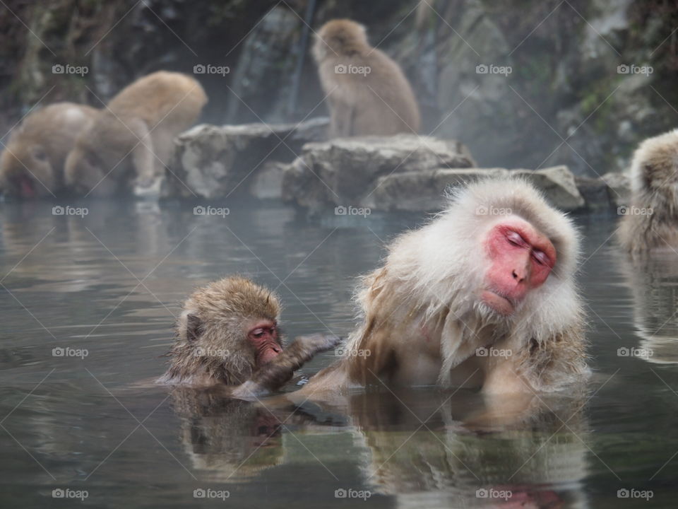 Snow monkeys