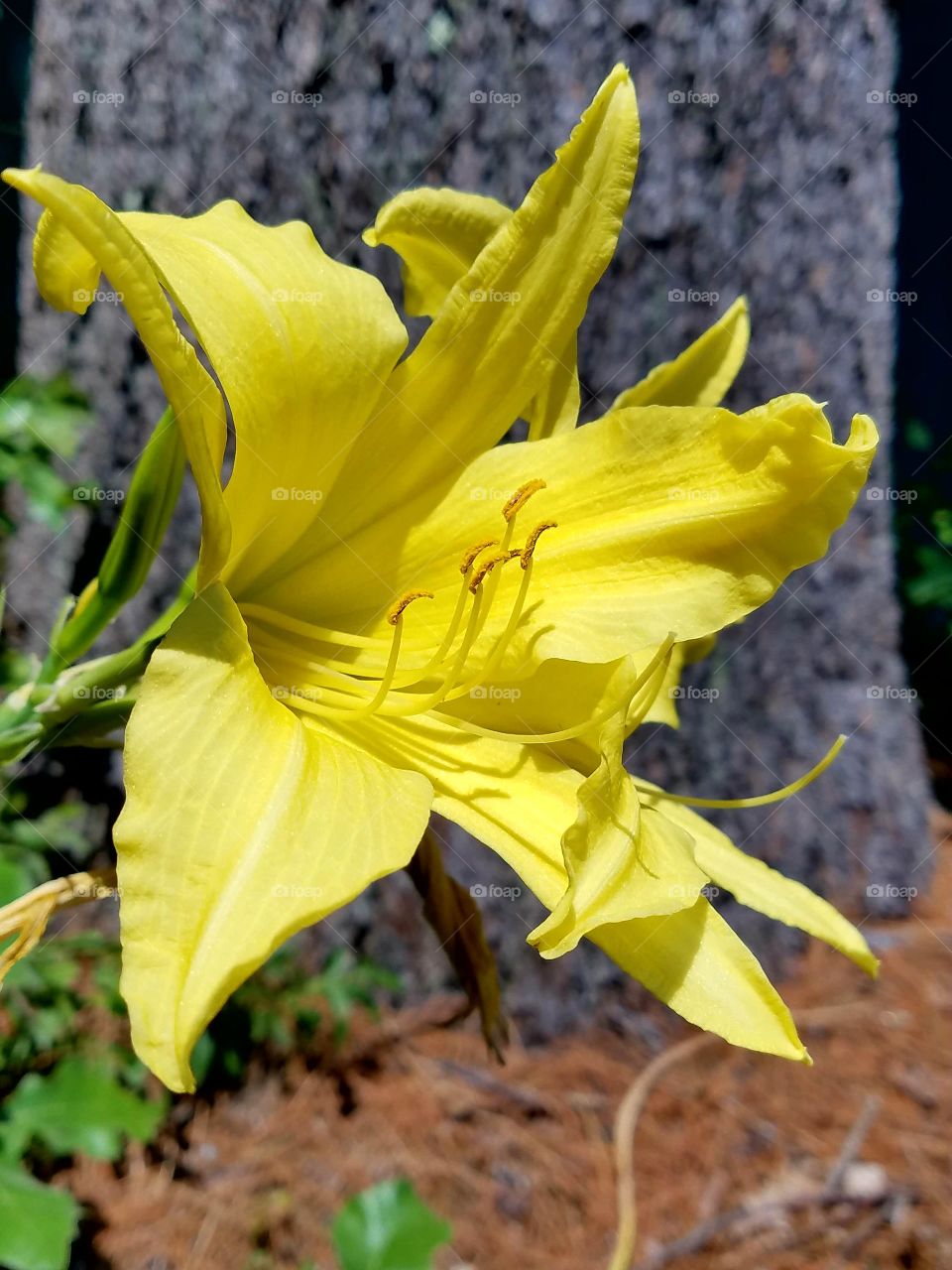 Yellow Day Lily Near Tree in Woods