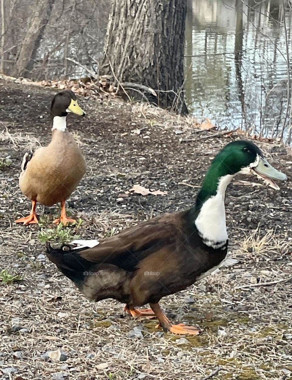 A joyful mallard leads the way, laughing with his bill wide open as he and his friend dash around the edge of the pond. His playful energy contrasts with the calm water, creating a lively, joyful moment in nature.