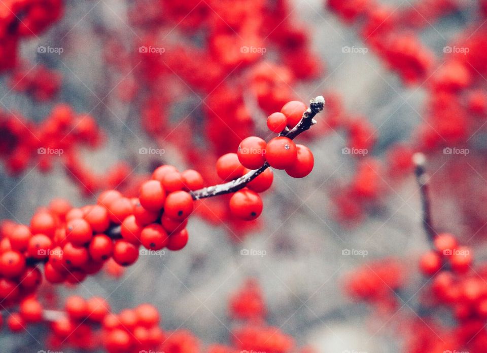 Winterberry 