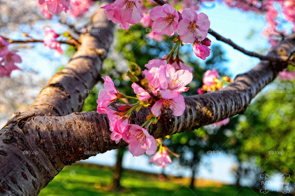 Cherry blossoms flower on tree