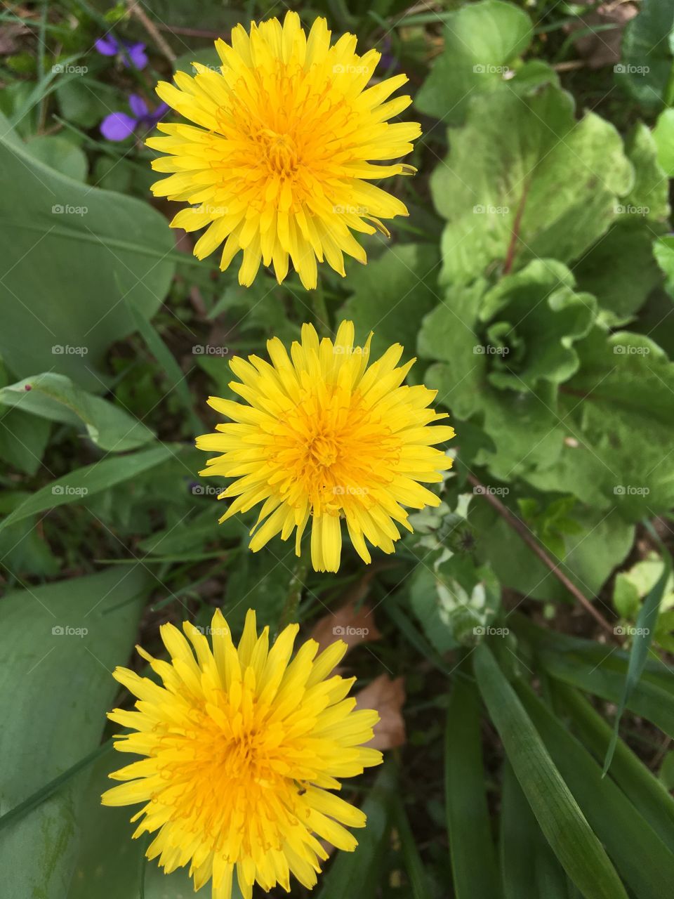 Bright yellow dandelions blooming in spring