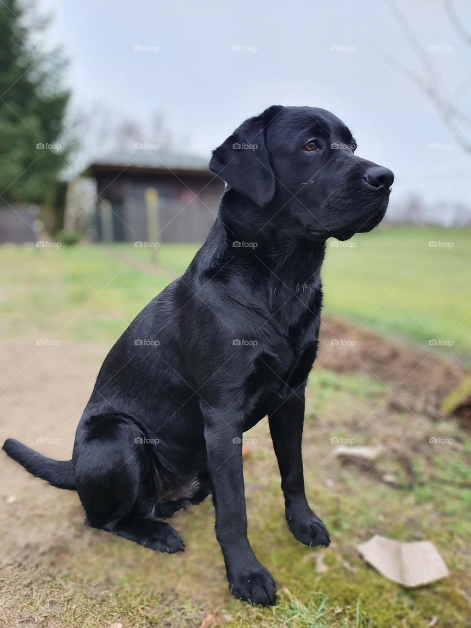 beautiful labrador in black,  noble and proud,  well grown