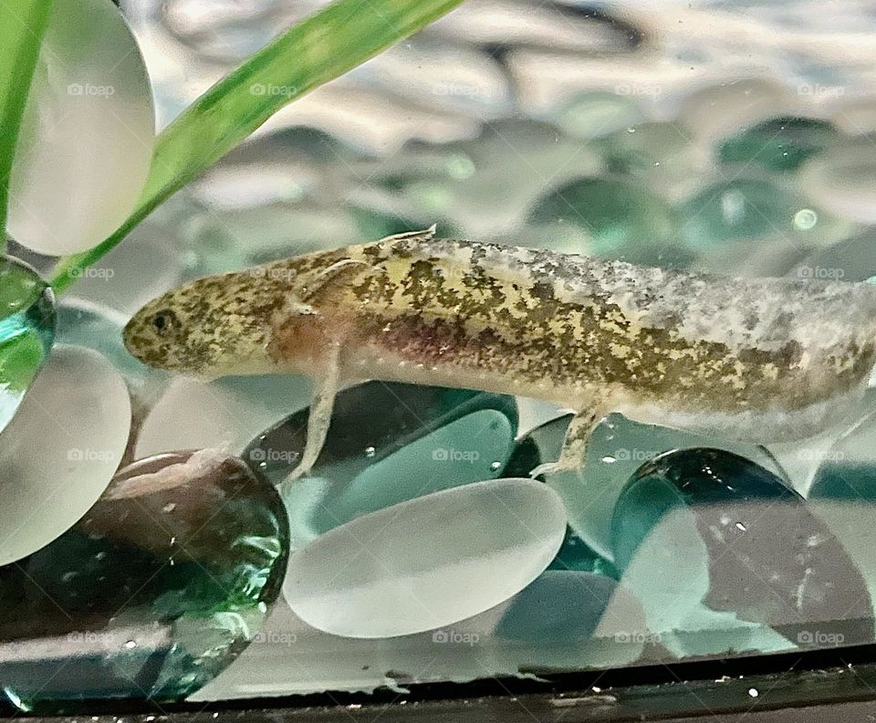 A photo of a green Axolotl sitting on colorful rocks. 