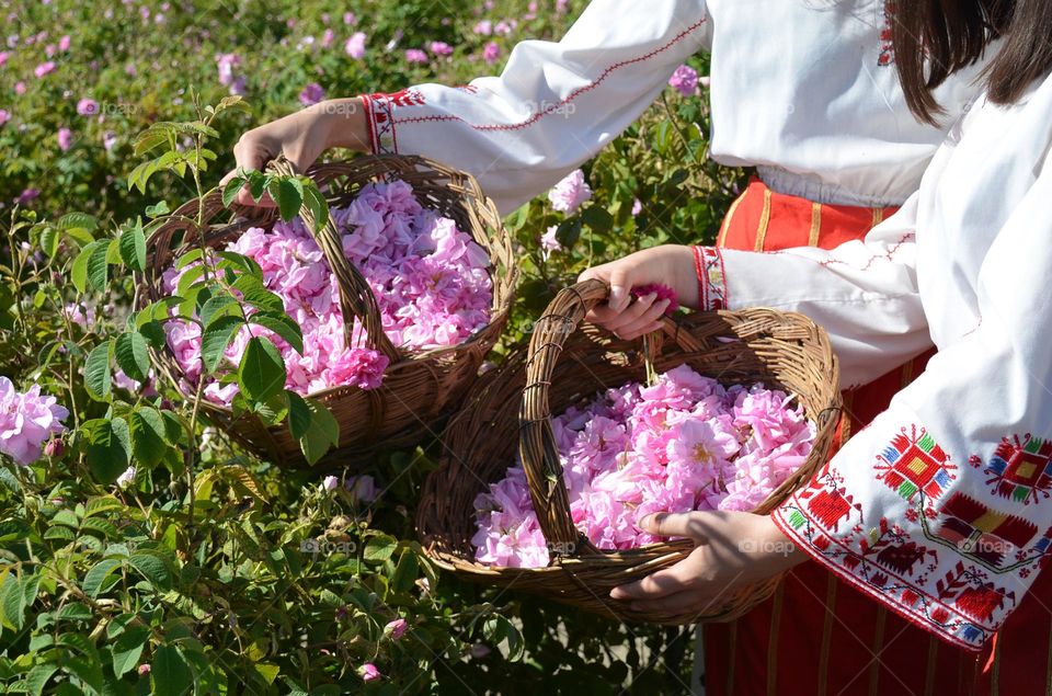 Bulgaria, Rose Picking