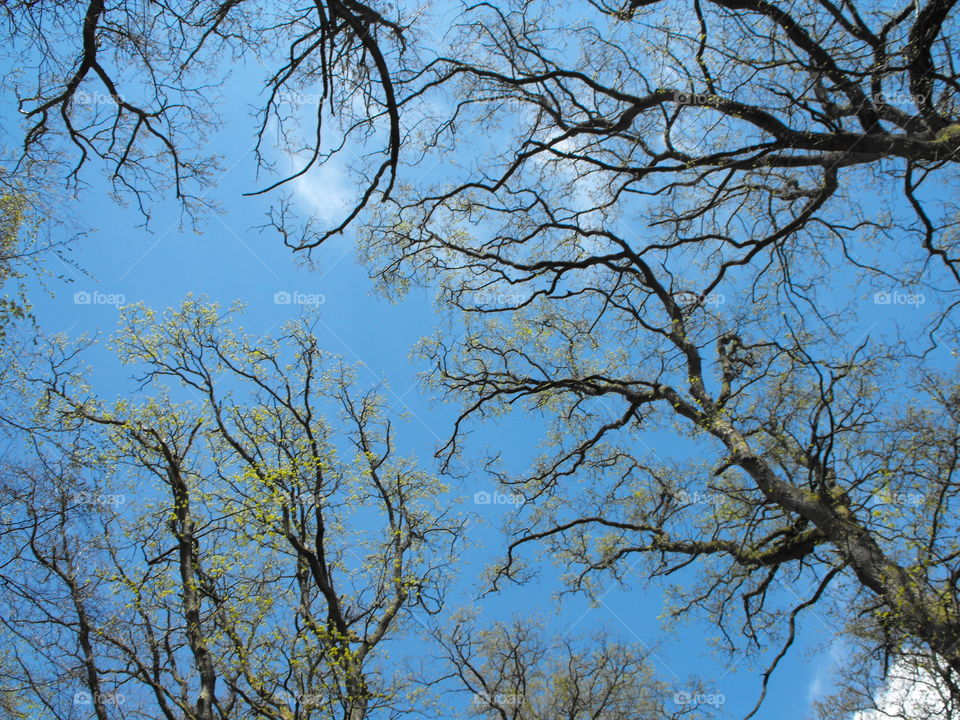 Spring Branches with young leaves, looking upwards