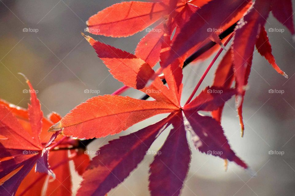 Close-up of a autumn leaves