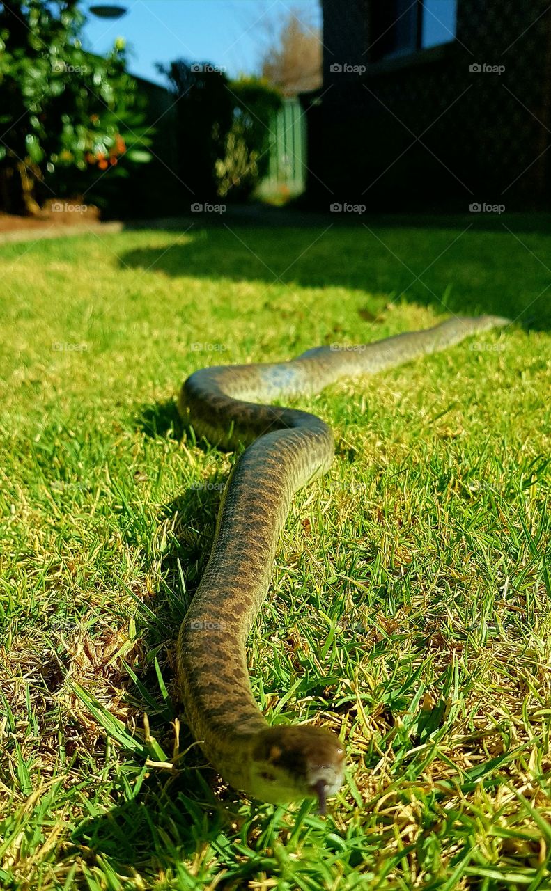 Pet Childrens Python