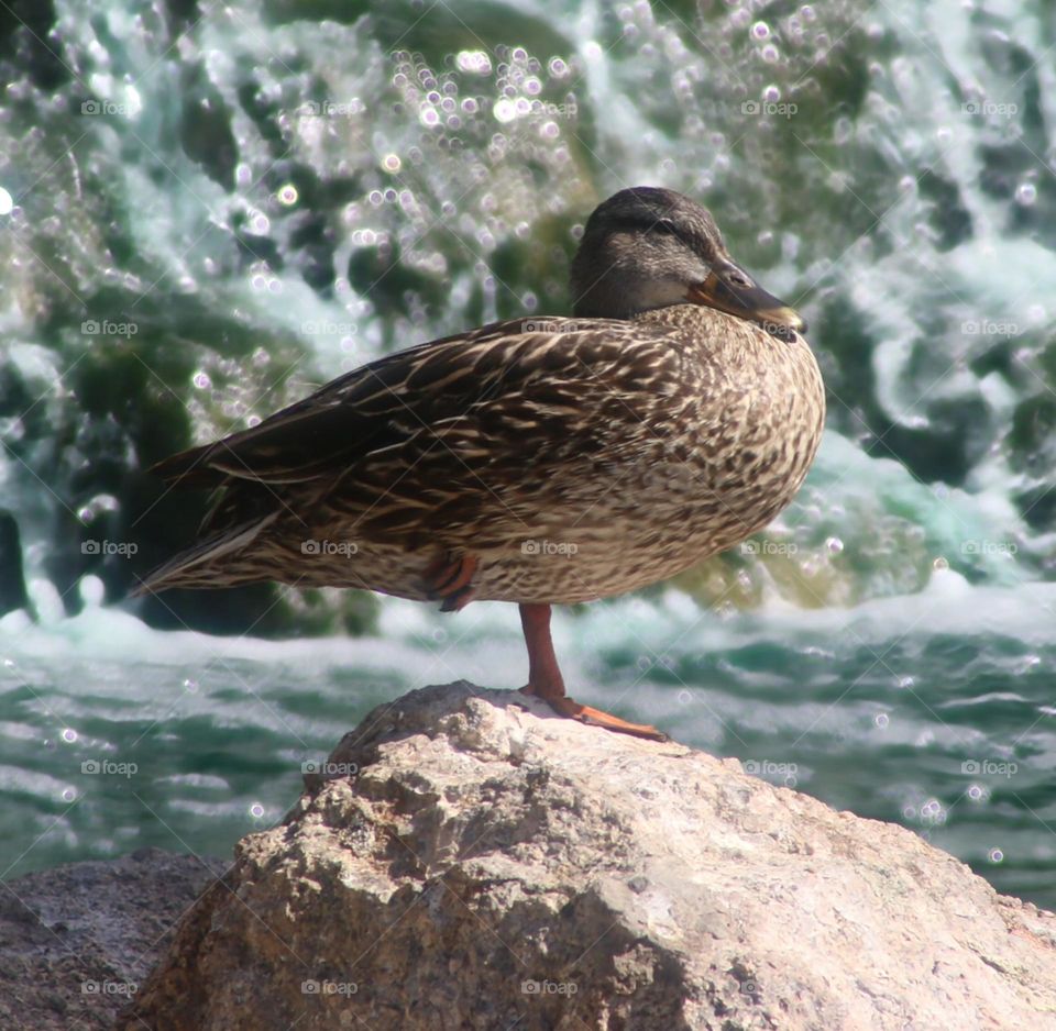 Mallard Duck at Waterfall