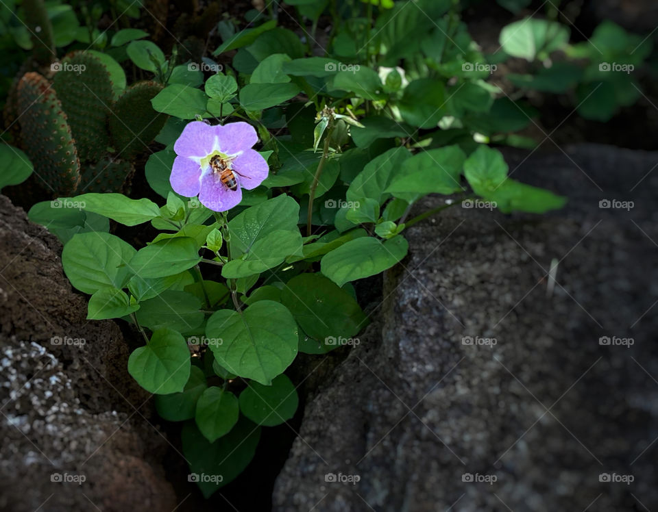 Bee on the small purple flower of a periwinkle ground cover vine