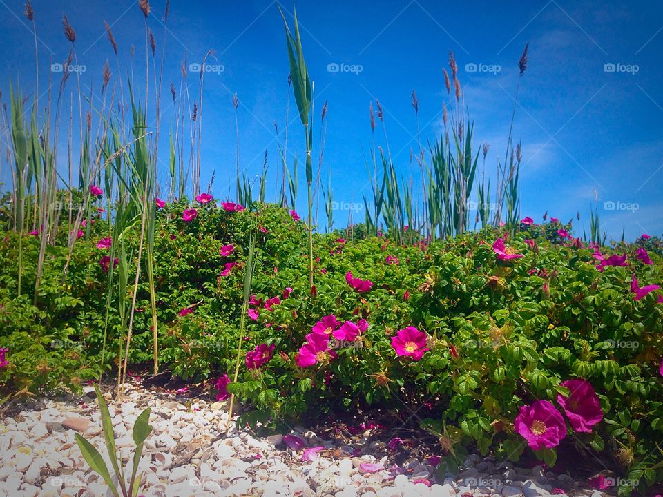 Pink flowers on the beach. Guilford ct