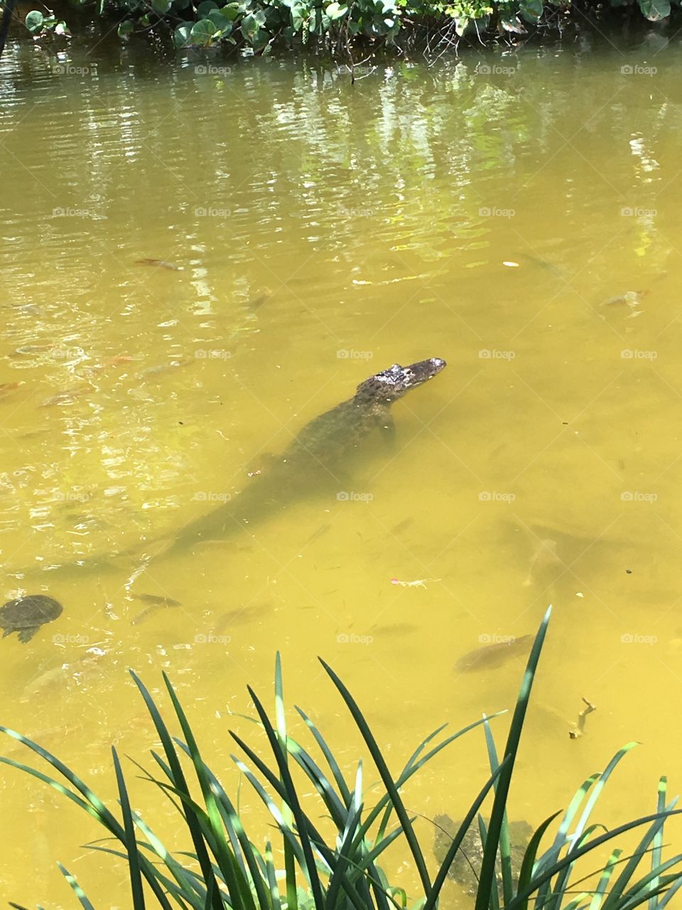 You never know what lurks beneath the surface. 