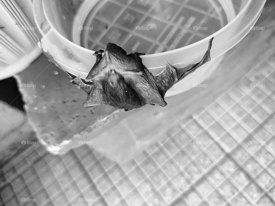 A wet bat, hanging