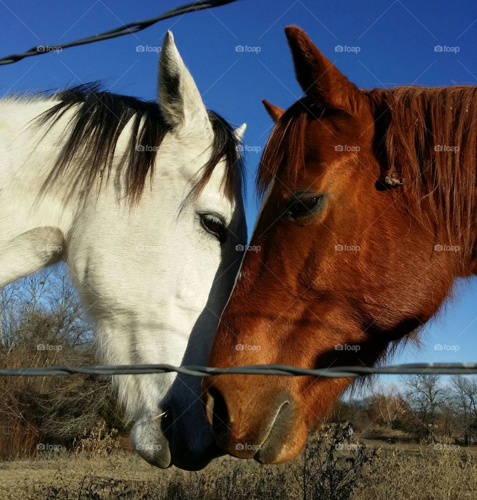 A gray and Sorrel horse coming together to say hello horse style