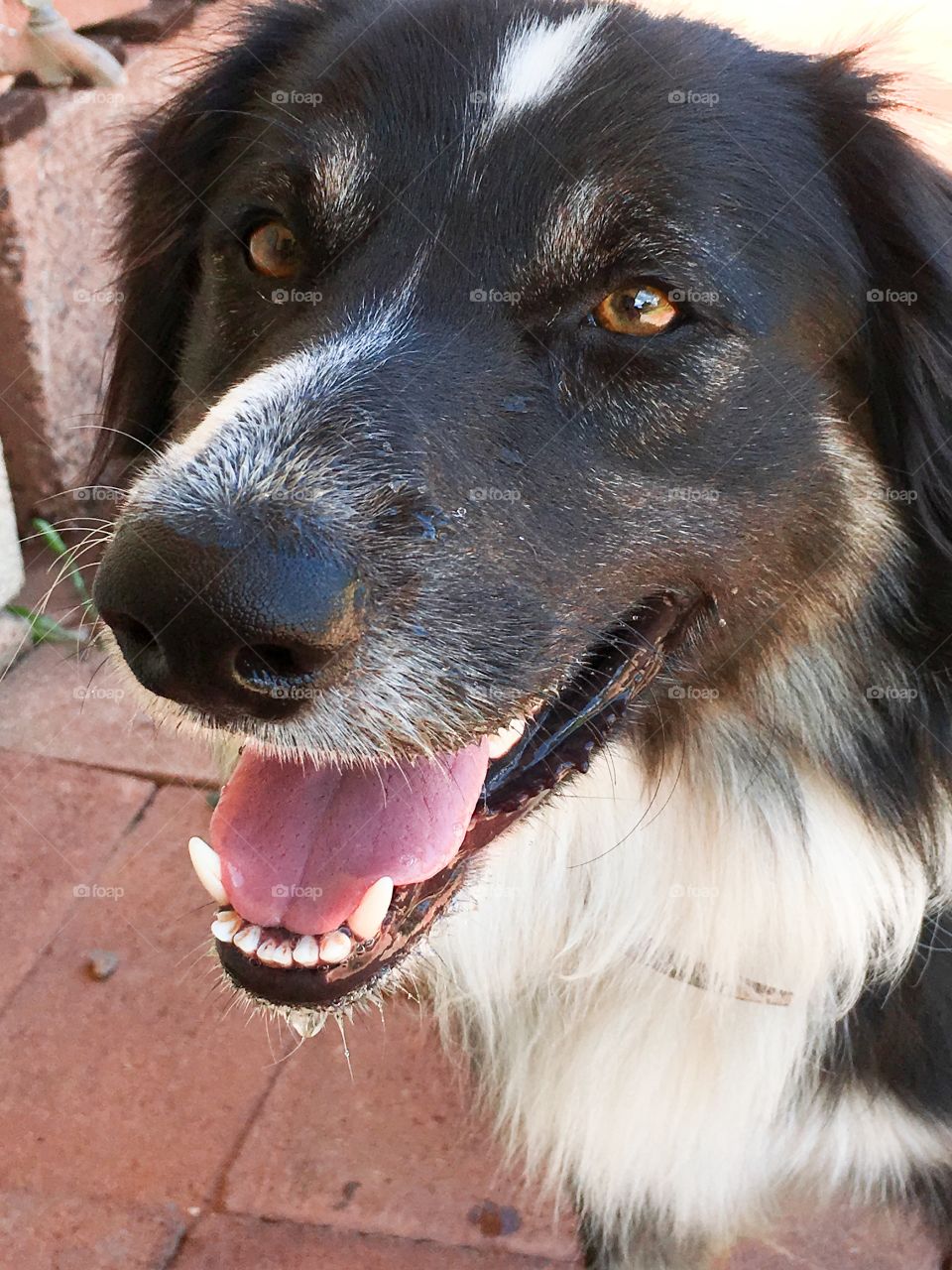 Smiling happy border collie sheepdog headshot 