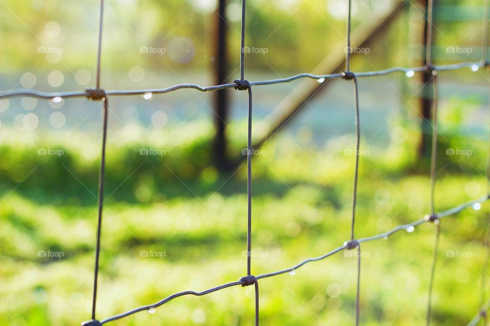 Minimalistic Snaps - dew drops on a wire fence

