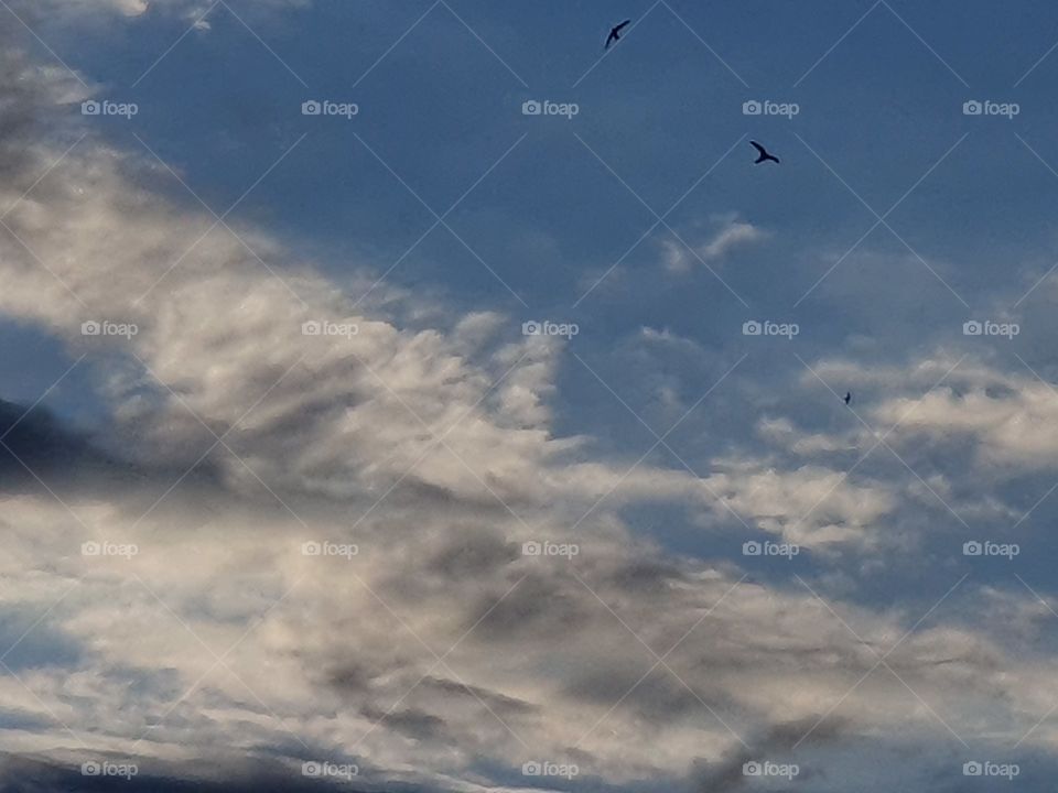 cloudy sky with birds