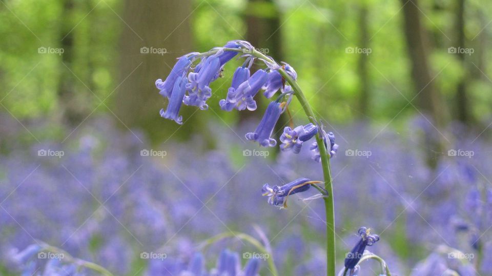 Bluebell