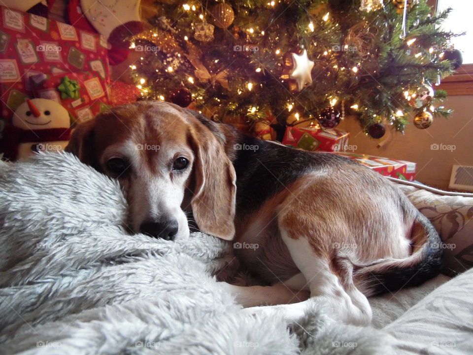 Beagle Under the Christmas Tree