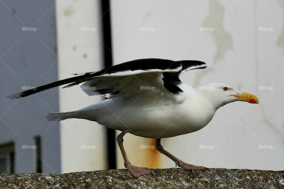 Black back Gull