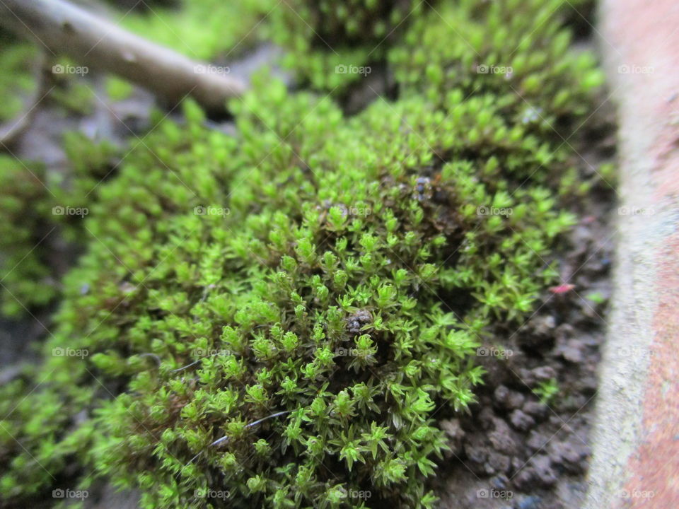 micro moss