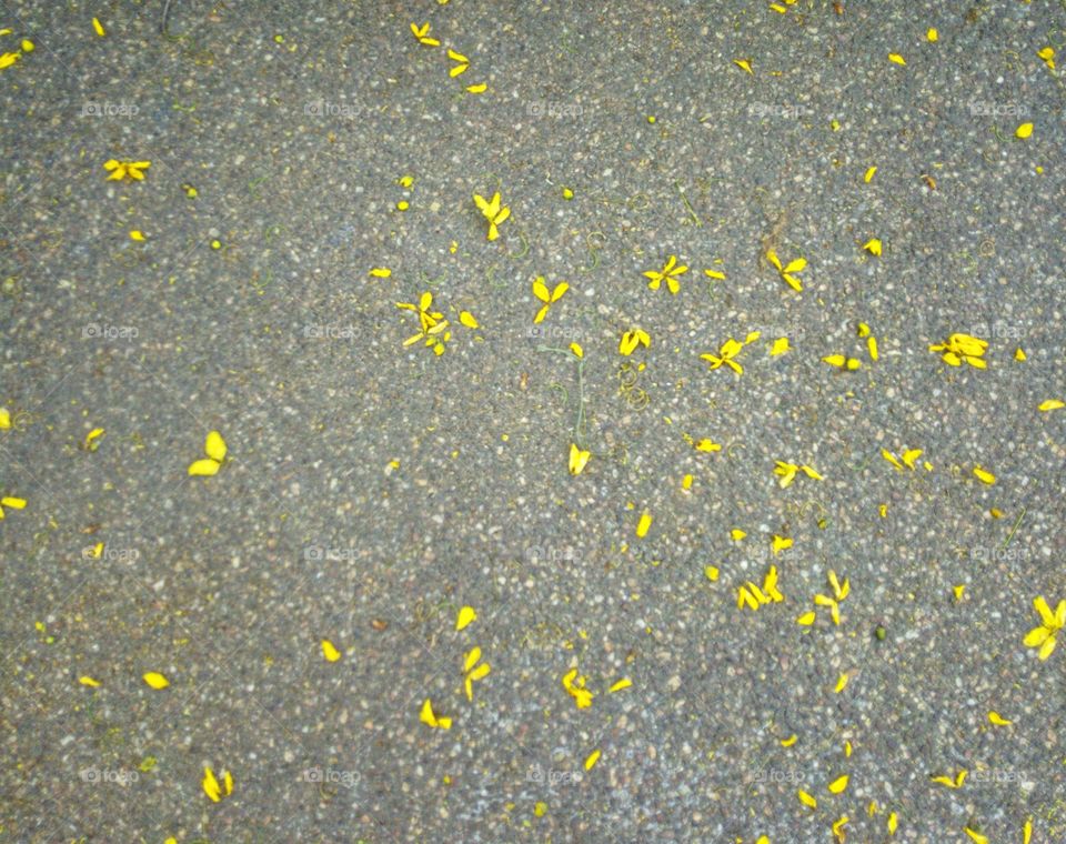 Yellow flower petals that fall on the floor
