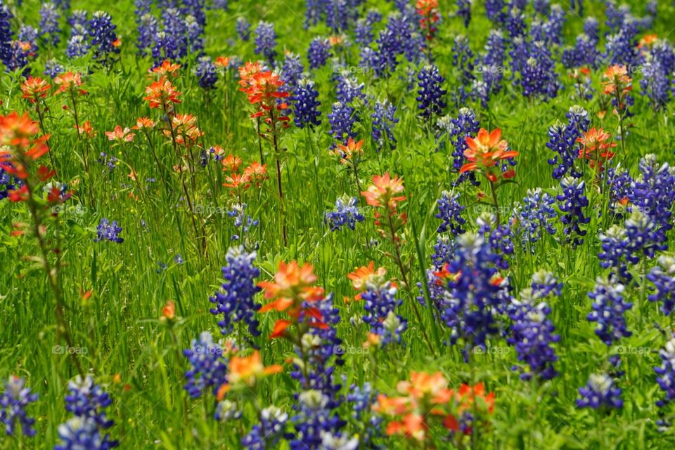 Indian Paintbrushes & Bluebonnets 