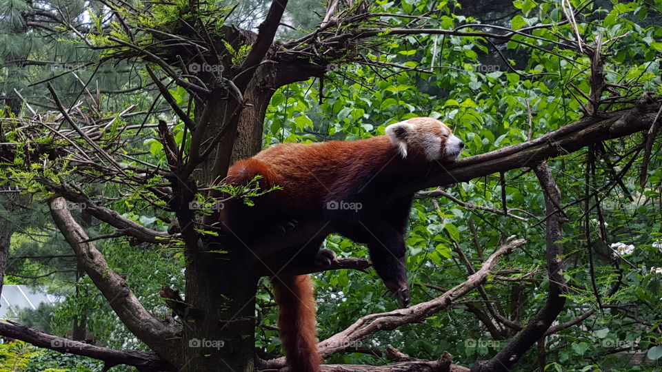 Red Panda in Tree